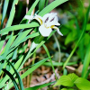 흰붓꽃(Iris sanguinea for. albiflora Y.N.Lee) : habal