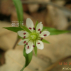 큰개별꽃(Pseudostellaria palibiniana (Takeda) Ohwi) : 김새벽