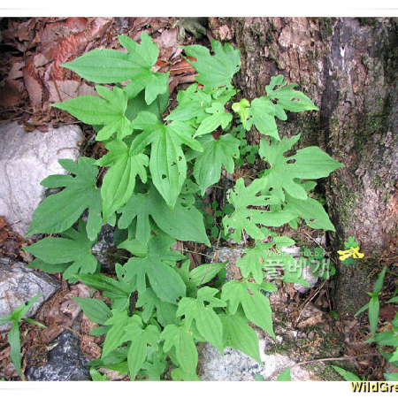 국화마(Dioscorea septemloba Thunb.) : 추풍
