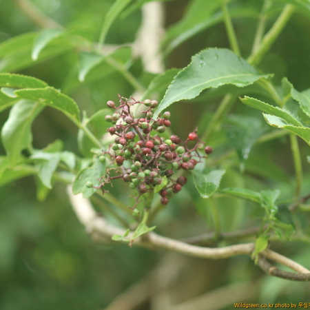덧나무(Sambucus racemosa L. subsp. sieboldiana (Blume ex Miq.) H.Hara) : 무심거사