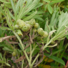 갯지치(Mertensia maritima (L.) Gray subsp. asiatica Takeda) : 박용석