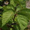 거지덩굴(Causonia japonica (Thunb.) Raf.) : 청암
