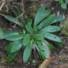 유럽조밥나물(Hieracium caespitosum Dumort.) : 설뫼*