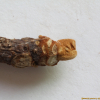 소태나무(Picrasma quassioides (D.Don) Benn.) : 봄까치꽃