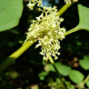 왕호장근(Reynoutria sachalinensis (F.Schmidt) Nakai) : 별꽃