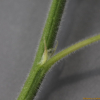 모시풀(Boehmeria nivea (L.) Gaudich.) : 카르마
