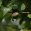 시베리아살구(Prunus sibirica L.) : 무심거사