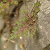 개부처손(Selaginella stauntoniana Spring) : 벼루