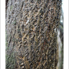 예덕나무(Mallotus japonicus (Thunb.) Muell. Arg.) : 무심거사