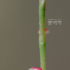 이삭여뀌(Persicaria filiformis (Thunb.) Nakai ex Mori) : 가야