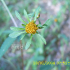 미국가막사리(Bidens frondosa L.) : 청암
