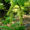 개앵도나무(Ribes mandshuricum (Maxim.) Kom. var. subglabrum Kom.) : 설뫼