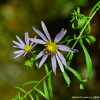 가는쑥부쟁이(Aster pekinensis (Hance) F.H.Chen) : 추풍