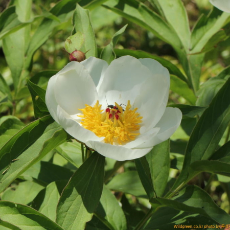 참작약(Paeonia lactiflora var. trichocarpa (Bunge) Stern) : 무심거사