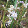 좀맥문동(Liriope minor (Maxim.) Makino) : 산들꽃