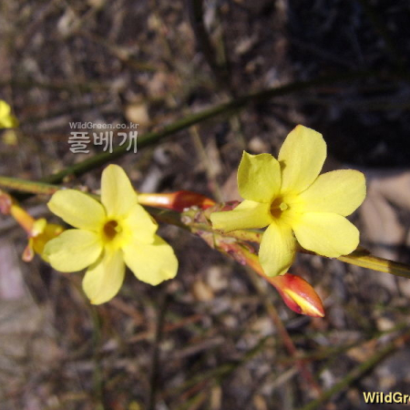 영춘화(Jasminum nudiflorum Lindl.) : 塞翁之馬