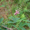 큰낭아초(Indigofera bungeana Walp.) : 꽃사랑