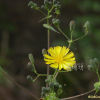 고들빼기(Crepidiastrum sonchifolium (Bunge) J.H.Pak & Kawano) : 꽃사랑