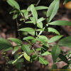 개산초(Zanthoxylum armatum DC.) : 통통배