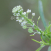 콩다닥냉이(Lepidium virginicum L.) : 무심거사