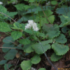 톱바위취(Micranthes nelsoniana (D.Don) Small) : 들국화