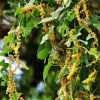 국화마(Dioscorea septemloba Thunb.) : 풀잎사랑