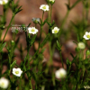 개미자리(Sagina japonica (Sw.) Ohwi) : 꽃마리