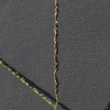 서울민바랭이(Digitaria violascens Link var. intersita (Ohwi) Ohwi) : 도리뫼