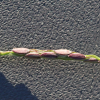 서울민바랭이(Digitaria violascens Link var. intersita (Ohwi) Ohwi) : 도리뫼