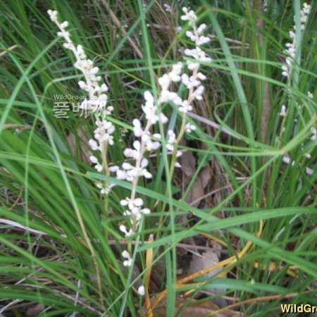 좀맥문동(Liriope minor (Maxim.) Makino) : 봄까치꽃