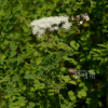 꿩의다리(Thalictrum aquilegiifolium L. var. sibiricum Regel & Tiling) : 산들꽃