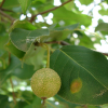 돌배나무(Pyrus pyrifolia (Burm.f.) Nakai) : 파랑새