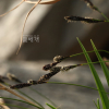 꼬랑사초(Carex mira Kuk.) : 산들꽃