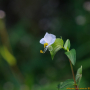 흰꽃좀닭의장풀 : 엔돌핀