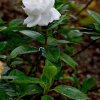 꽃치자(Gardenia jasminoides var. radicans (Thunb.) Makino) : 난헌