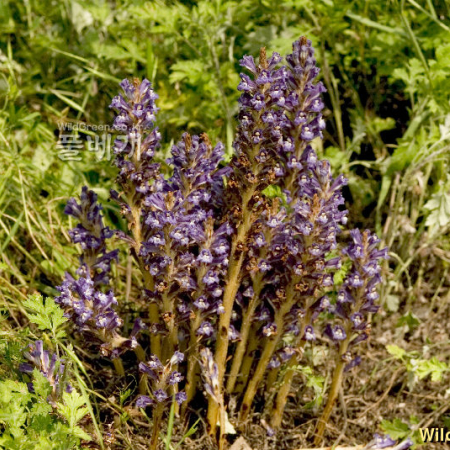 백양더부살이(Orobanche filicicola Nakai ex Hyun) : 카르마