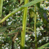 나래가막사리(Verbesina alternifolia (L.) Britton ex Kearney) : 현촌