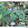 가는줄돌쩌귀(Aconitum volubile Pall.) : 곰배령