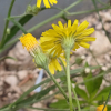 나도민들레(Crepis tectorum L.) : 도리뫼