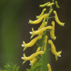 선괴불주머니(Corydalis pauciovulata Ohwi) : 여울목
