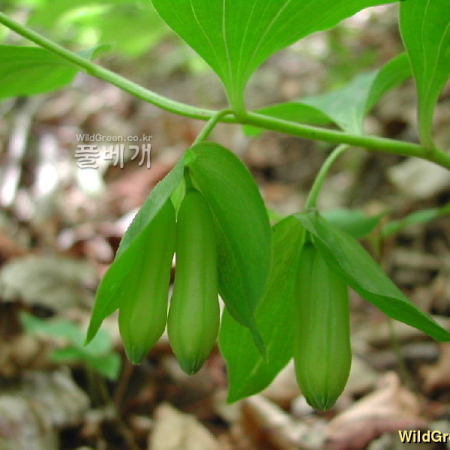 용둥굴레(Polygonatum involucratum (Franch. & Sav.) Maxim.) : 벼루