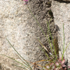 강부추(Allium longistylum Baker) : 산들꽃