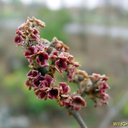 풍년화(Hamamelis japonica Siebold & Zucc.) : 별꽃