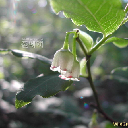 산앵도나무(Vaccinium hirtum var. koreanum (Nakai) Kitam.) : 벼루