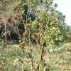 나래가막사리(Verbesina alternifolia (L.) Britton ex Kearney) : 통통배