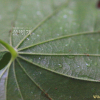 국화마(Dioscorea septemloba Thunb.) : 청암