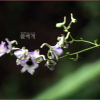 큰제비고깔(Delphinium maackianum Regel) : 박용석