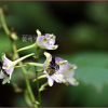 큰제비고깔(Delphinium maackianum Regel) : 박용석
