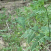 긴사상자(Osmorhiza aristata (Thunb.) Rydb.) : 무심거사