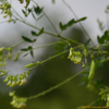 황기(Astragalus penduliflorus Lam. var. dahuricus (DC.) X.Y. Zhu) : 청암